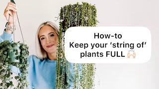 My TOP TIPS for happy + full "string of" plants!