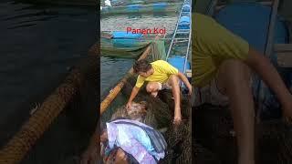 Waktunya manen ikan koi #wadukwadaslintang #ikankoi #ikanhias #viral