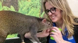 Zoo School with Delilah, the red-rumped agouti