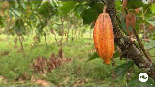 Descubra el secreto del mejor cacao del mundo: ¿De dónde proviene y cómo se procesa?-La Finca De Hoy