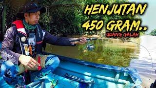 Memancing Udang Galah Sepit Biru di Sungai Niah ( Sungai Sepupok ) HENJUTAN 450 GRAM