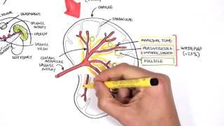 Spleen Anatomy and Physiology