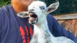 GOATS are the funniest creatures on Earth!  Funny Animals Videos