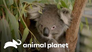 Gran tristeza por el fallecimiento de un koala del zoológico | Los Irwin | Animal Planet