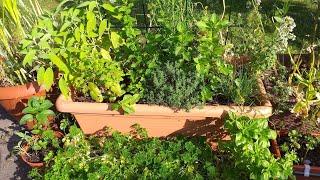 Kräutergarten auf oder neben Balkon und Terrasse