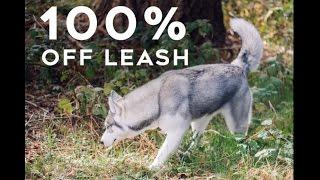 Step By Step How To Train Your Husky To Be Fully Off Leash | Little Husky Voodoo