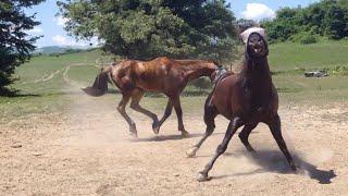 Best funniest horses of the week - Funny And Cute horses Video Compilation 2024 #23