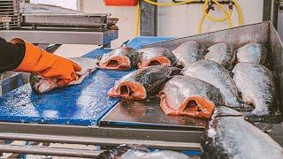 How Salmon Fillet Are in Factory - Salmon Processing With Modern Lines  - Automatic Fish Processing
