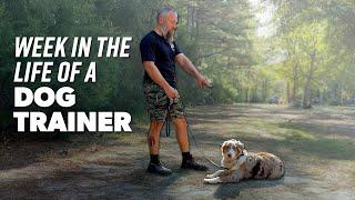 A Week in the Life of a Dog Trainer