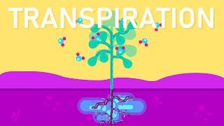 What is Transpiration in Plants?