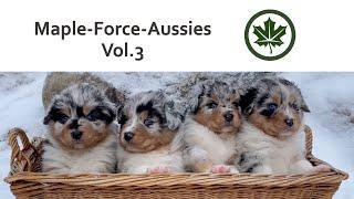 Maple-Force-Aussies Vol. 3