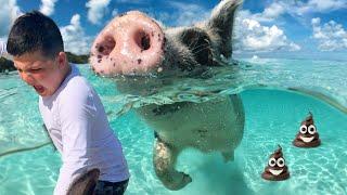 SWIMMING with POOPING PIGS! **GROSS**