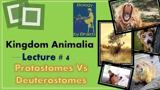 Protostomes vs Deuterostomes | Difference between Protostomes & Deuterostomes | BiologybyBhatti