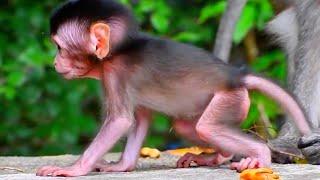 Harmony in the Wild | Relaxing Moments with Cute Baby Monkey