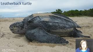 Green-Schools Ocean Wonders: Sea Turtle