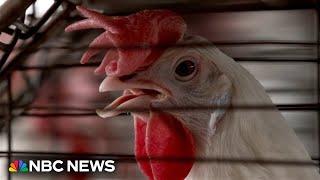 U.S. reports first human death from bird flu in Louisiana 