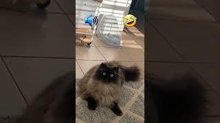 cat startled by fart #viral #shorts #random #cat #catvideos #catlover