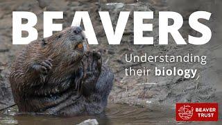 Beavers: Understanding their biology