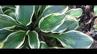 #дизайнсада #хосты #ЙеллоуСплэшРим /Хоста Йеллоу Сплэш Рим ( лат. hosta Yellow Splash Rim).