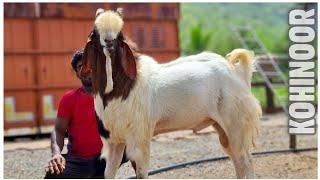 Kohinoor of Zaahi Goat Farm Mumbai