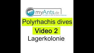 Paratrechina longicornis Teil 2