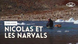 Nicolas et les narvals - Thalassa