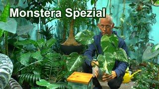 Monstera Gießen, Düngen, Vermehren Spezial mit ungewöhnlichen Methoden in der Pflanzenpflege