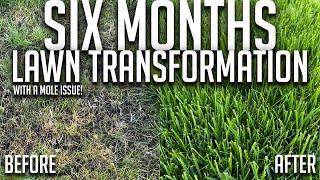 6 Month Lawn Transformation - How I fixed my ugly lawn - With a mole problem - Overseeding process!