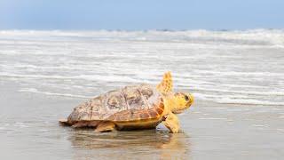 Rescue, Rehabilitate, and Release Cold Stunned Sea Turtles with Georgia Aquarium