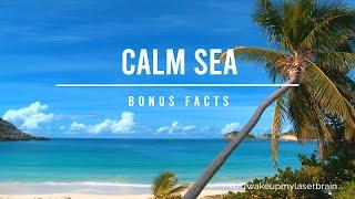 No Sharks, just Calm Sea with White Noise | Relaxing | Laser Focus | Deep Sleep | Bonus Fact