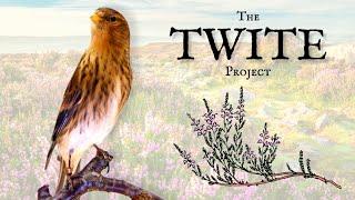 The Twite Conservation Project - Rewilding Documentary