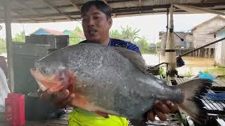 Alhamdulillah bisa membuktikan kalau ini bukan settingan‼️mancing ikan bawal monster air tawar