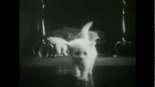 House Cat (Video Rêve Ltd)