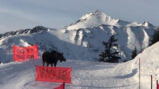 Moose Charges Lift Line at Alyeska Resort || ViralHog