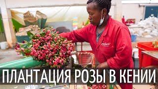Плантация розы в Кении | Как растут розы | Subati