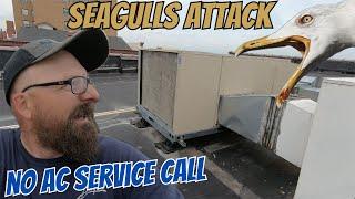 No AC Service Call: Seagulls Attack!!