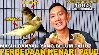 CIRI BURUNG KENARI PAUD JANTAN DAN BETINA PALING AKURAT YANG WAJIB KALIAN TAHU!!!