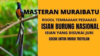 Masteran Murai Batu Pedaas, Cocok Untuk Murai Trotolan