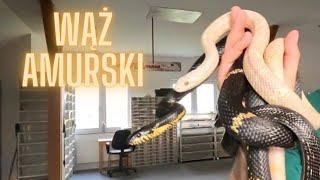 Wąż amurski, Elaphe schrencki, opis gatunku !!! RoyalVaran