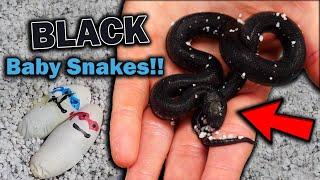 Mexican Black Kingsnakes Hatching!!