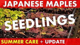 How to GROW for Japanese Maple Seedlings in HIGH HEAT + UPDATE