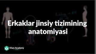 Erkaklar jinsiy tizimi anatomiyasi |  Jinsiy sistema haqida umumiy tushuncha | Tibbiyot