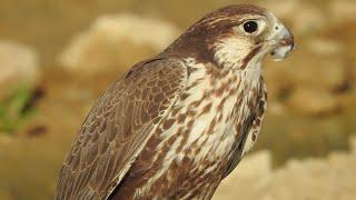 Female Laggar Falcon Training – First Free Flight in the Morning