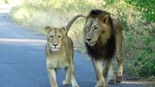 Lions seduction and Mating