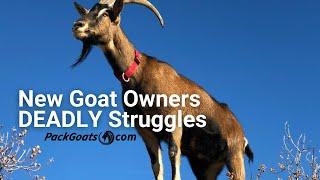 Struggles New Goat Owners Make with Horned Goats