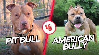 Pit Bull vs. American Bully: Key Differences Explained!