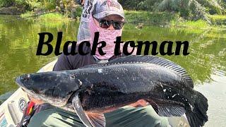 Top water Casting ikan black toman/Rentaka defy5/megabass/黑鱼虎/黑多曼/giantsnakehead