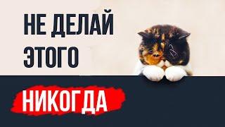 9 вещей, которые кошка не забудет НИКОГДА