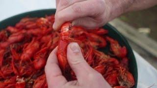 How To Eat a Crawfish