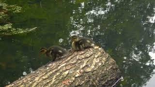 newly hatched ducks swimming Slow Motion 4K UHD Sony Xperia 1 IV